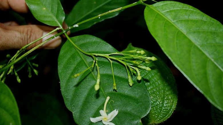 Cây Lài trâu ít hoa. Tabernaemontana pauciflora Blume - Cây Thuốc Nam Quanh Ta